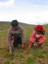 Our Farmers Children Carefully Choosing Premium Imperial Gold Maca  Roots For Our Harvest.