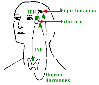 Diagram illustrating Hypothalamic-Pituitary-Thyroid Axis