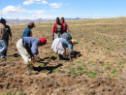 Farm workers harvesting Imperial Gold Maca roots which are then brought to special drying areas and held for 4-7 months. Once dried to at least 15% maximum moisture, it is shipped over to the National University of Agriculture in La Molina, Peru forgelatinization pulverizing into powder, bagged and shipped to our Lima Peru warehouse which then forwards it to our distribution center in the United States.